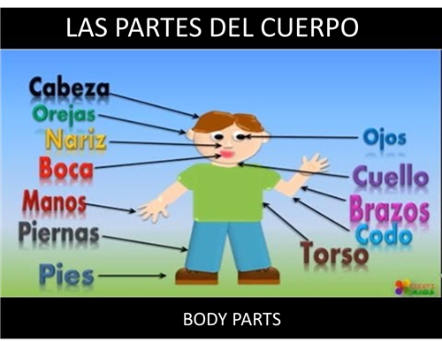 Body Parts 